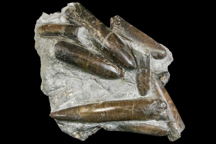 Fossil Belemnite (Paxillosus) Cluster - Mistelgau, Germany #139011